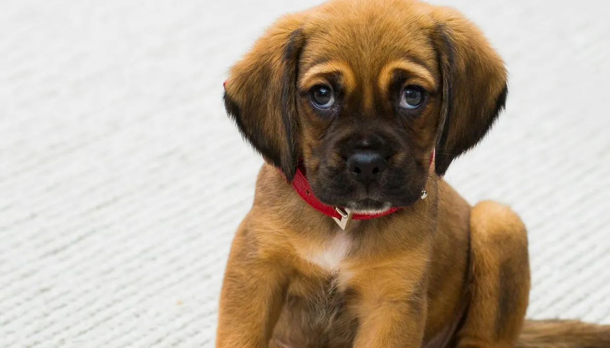 free vet care if on benefits