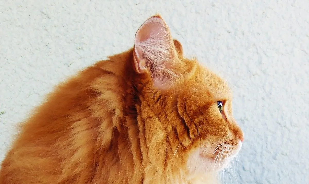 cat vaccination peterborough