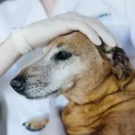 free or low cost vet clinic