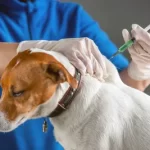 free or low cost vet clinic