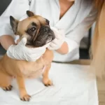 free low cost vet clinic