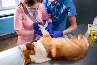 free vet care if on benefits peterborough