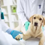 Free vet in Northampton