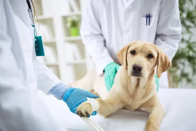 free vet care if on benefits near northampton
