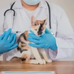 Cat Friendly Clinics in Bath