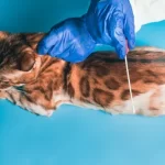 Cat Friendly Clinics in Kettering