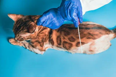 cat vaccinations clinics