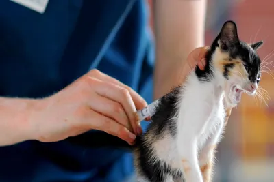 cat vaccination clinics swindon