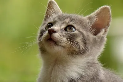 free or low cost vet care