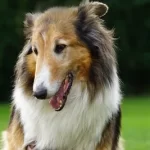 Free vet in Sunderland