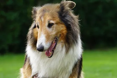 free vet care if on benefits for dogs
