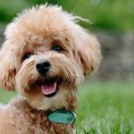 Free vet in Kettering