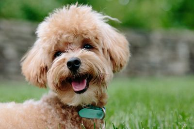 free or low cost vet care