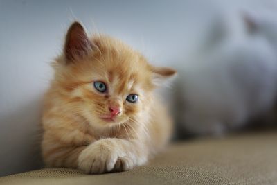 low cost vets charity
