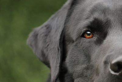 vets for benefits