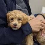 Free vet in Tauton