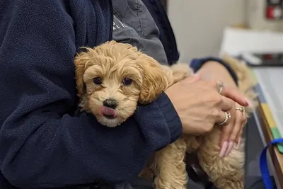 free or low cost vet care