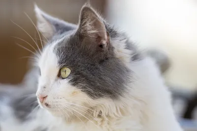 free or low cost vet care