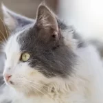 Free vet in Darlington