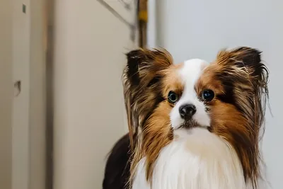 free or low cost vet care