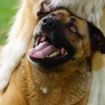 Free vet in Mansfield